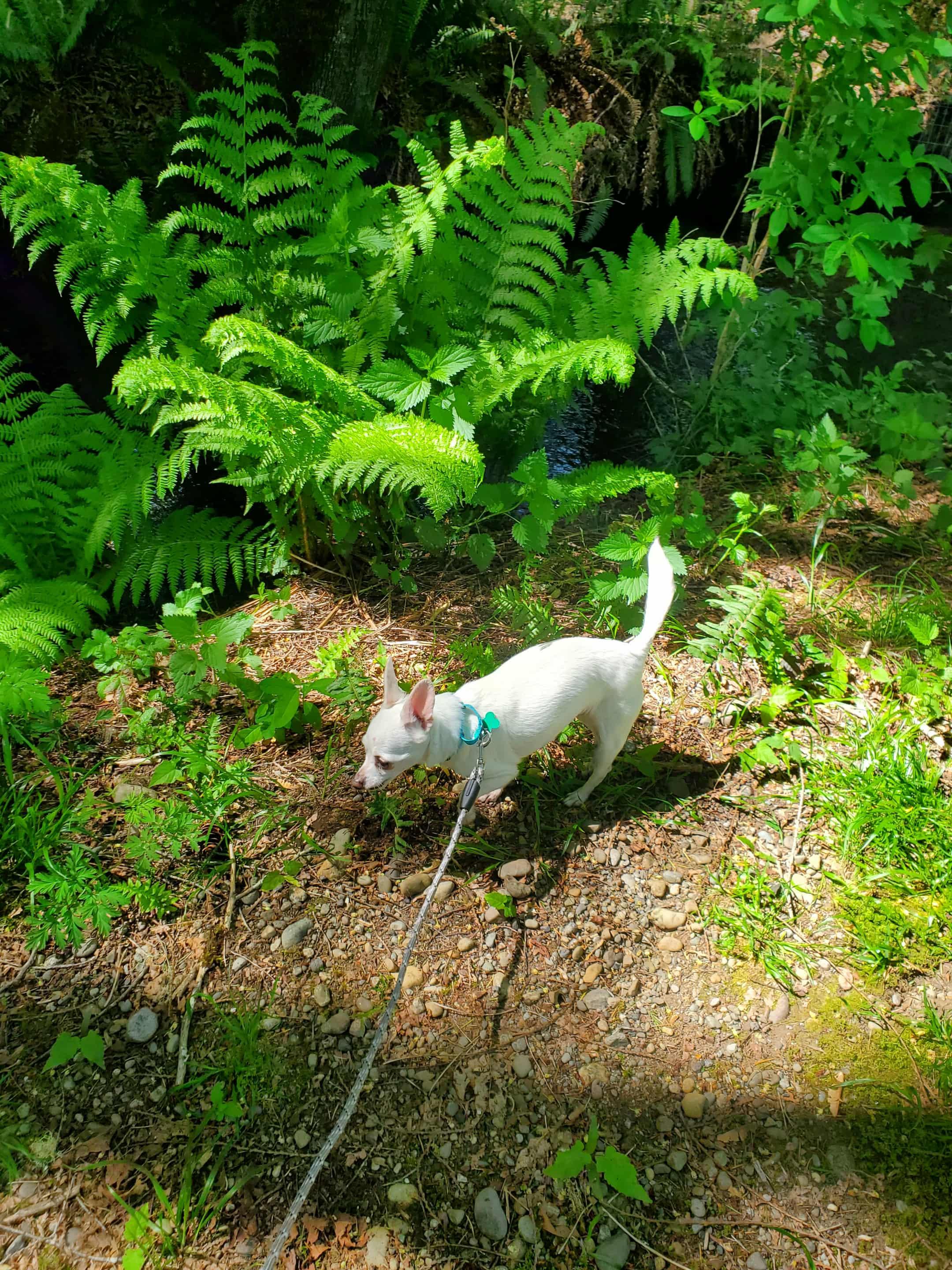 Trixie, a Adoptable mixed breed in Winlock, WA image 5/6