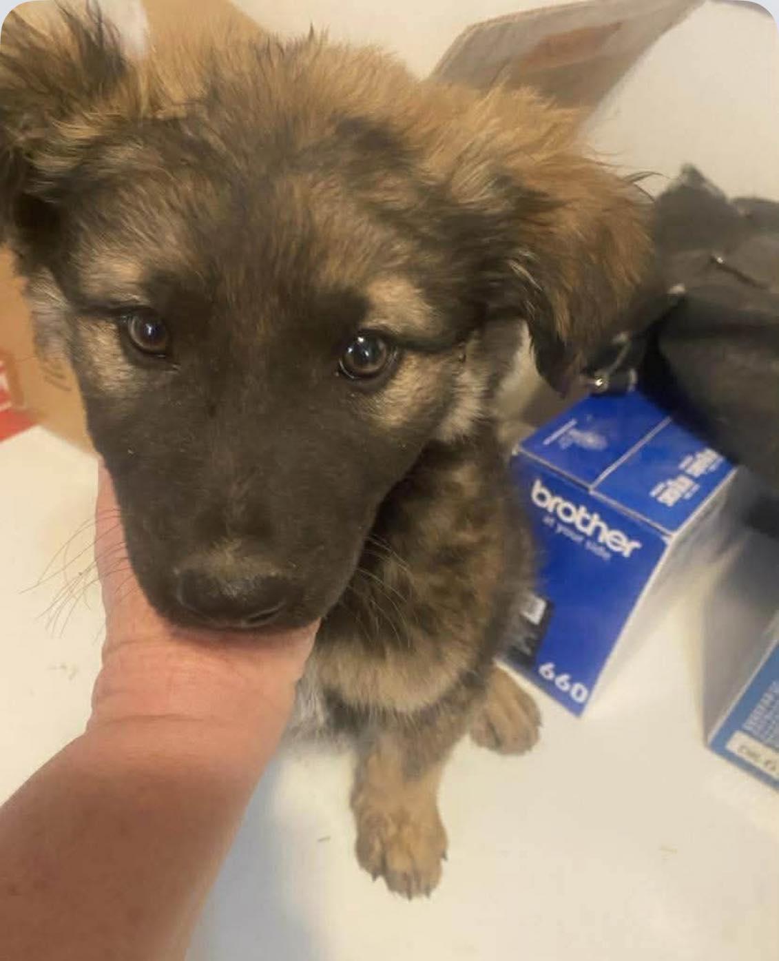 Enlarge Tuck, a ADOPTABLE mixed breed in Uxbridge, MA image 1/1