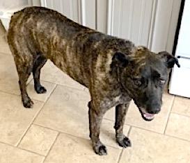 Skye, a Adoptable mixed breed in Mount Airy, NC image 2/6
