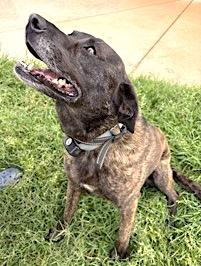 Skye, a Adoptable mixed breed in Mount Airy, NC image 3/6