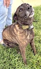 Skye, a Adoptable mixed breed in Mount Airy, NC image 4/6