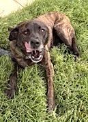 Skye, a Adoptable mixed breed in Mount Airy, NC image 5/6