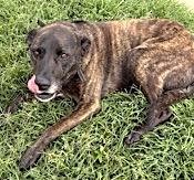 Skye, a Adoptable mixed breed in Mount Airy, NC image 6/6