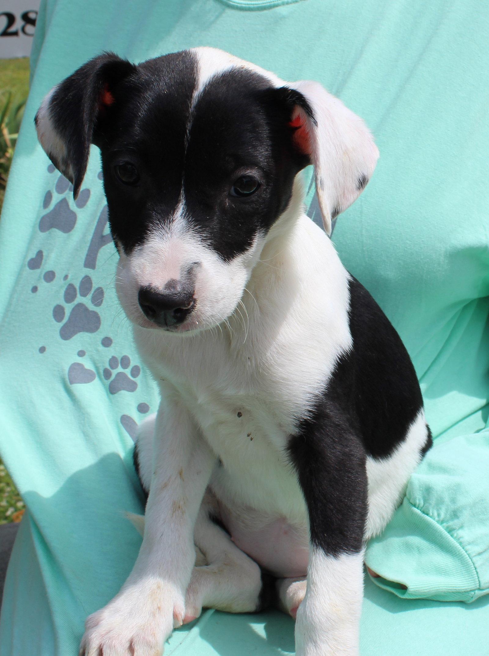 Enlarge Violet 43313, a Adoptable mixed breed in Prattville, AL image 1/3