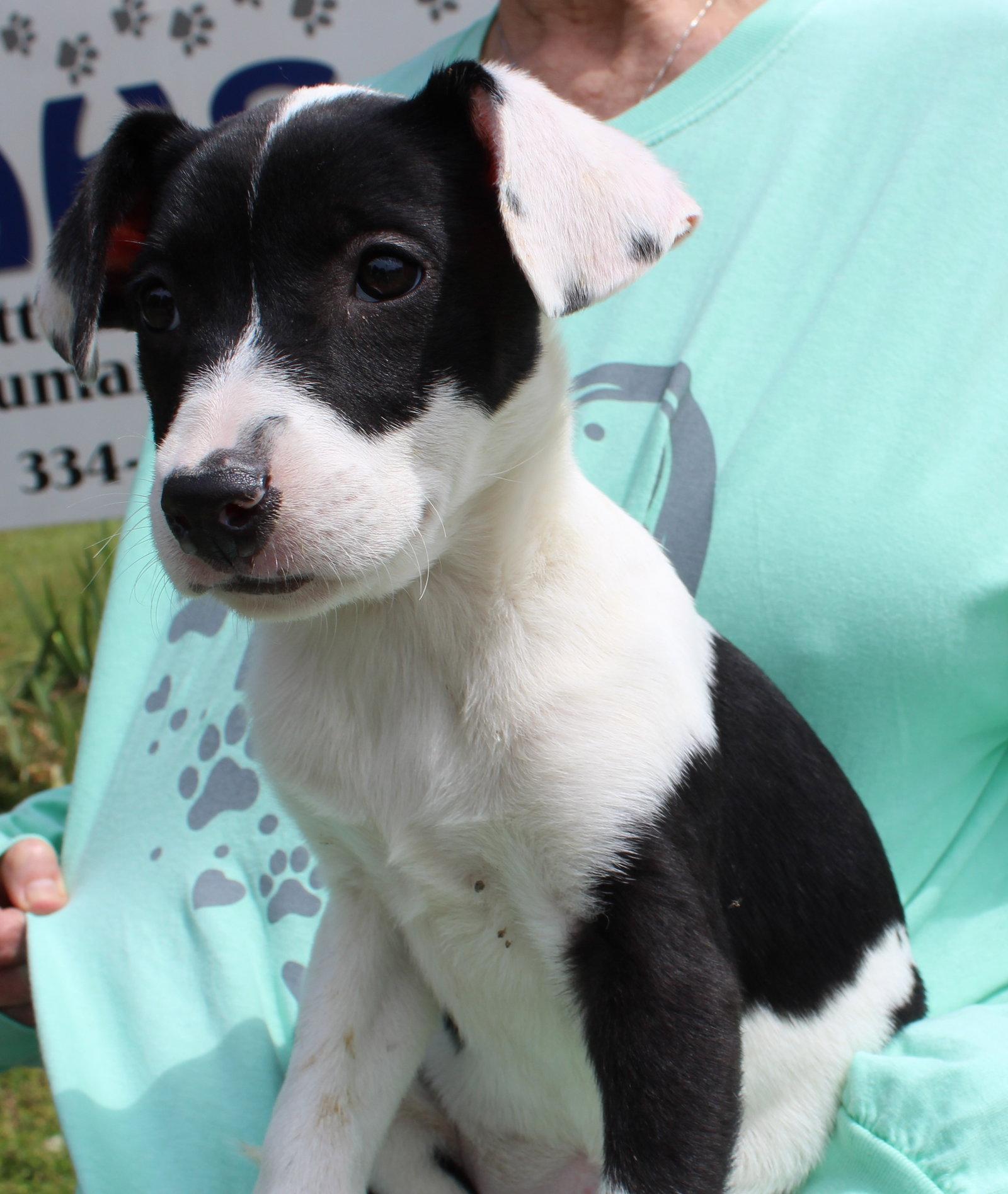Violet 43313, Adoptable, Puppy Female Labrador Retriever & Catahoula Leopard Dog.