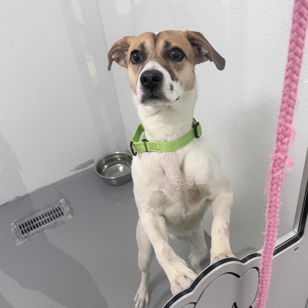 Brandy — thumbnail 2