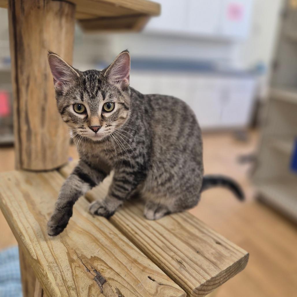 Meeny, Adoptable, Kitten Male Domestic Short Hair.