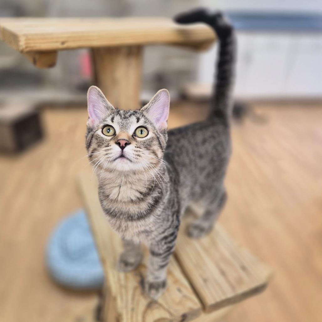 Enlarge Meeny, a Adoptable Domestic Short Hair in Woodstock, IL image 2/6