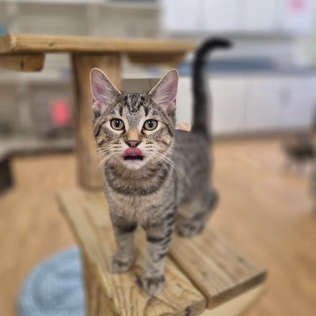 Enlarge Meeny, a Adoptable Domestic Short Hair in Woodstock, IL image 3/6