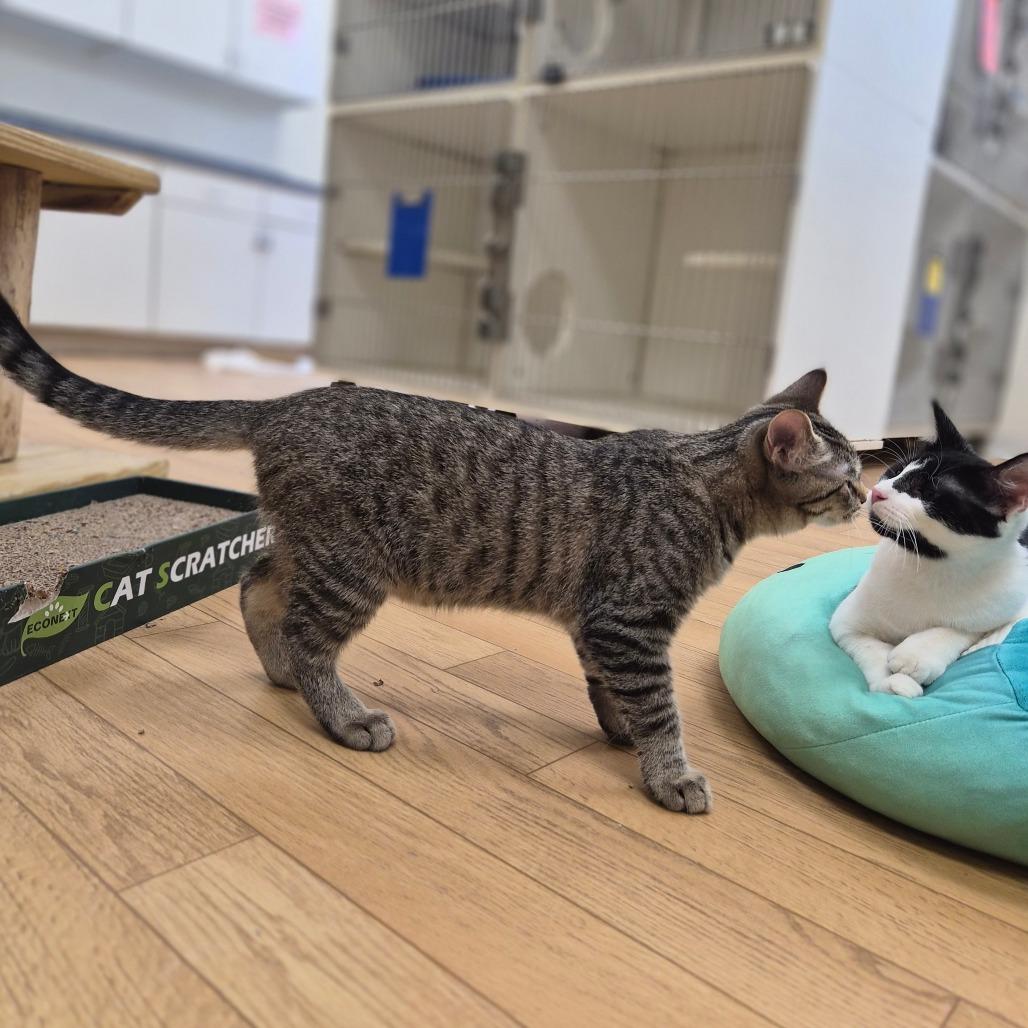 Enlarge Meeny, a Adoptable Domestic Short Hair in Woodstock, IL image 4/6