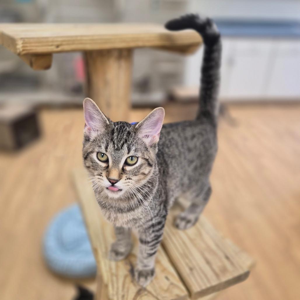 Enlarge Meeny, a Adoptable Domestic Short Hair in Woodstock, IL image 5/6