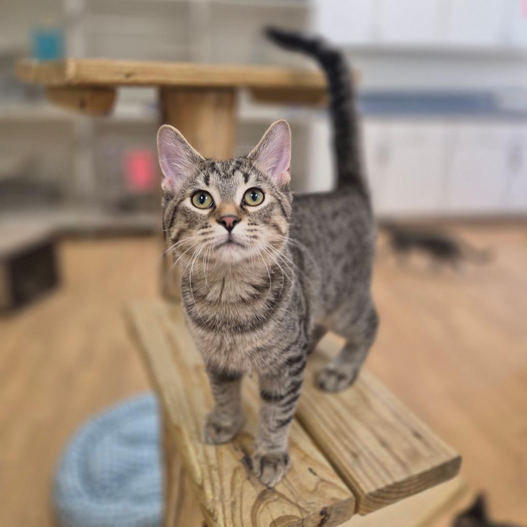 Enlarge Meeny, a Adoptable Domestic Short Hair in Woodstock, IL image 6/6