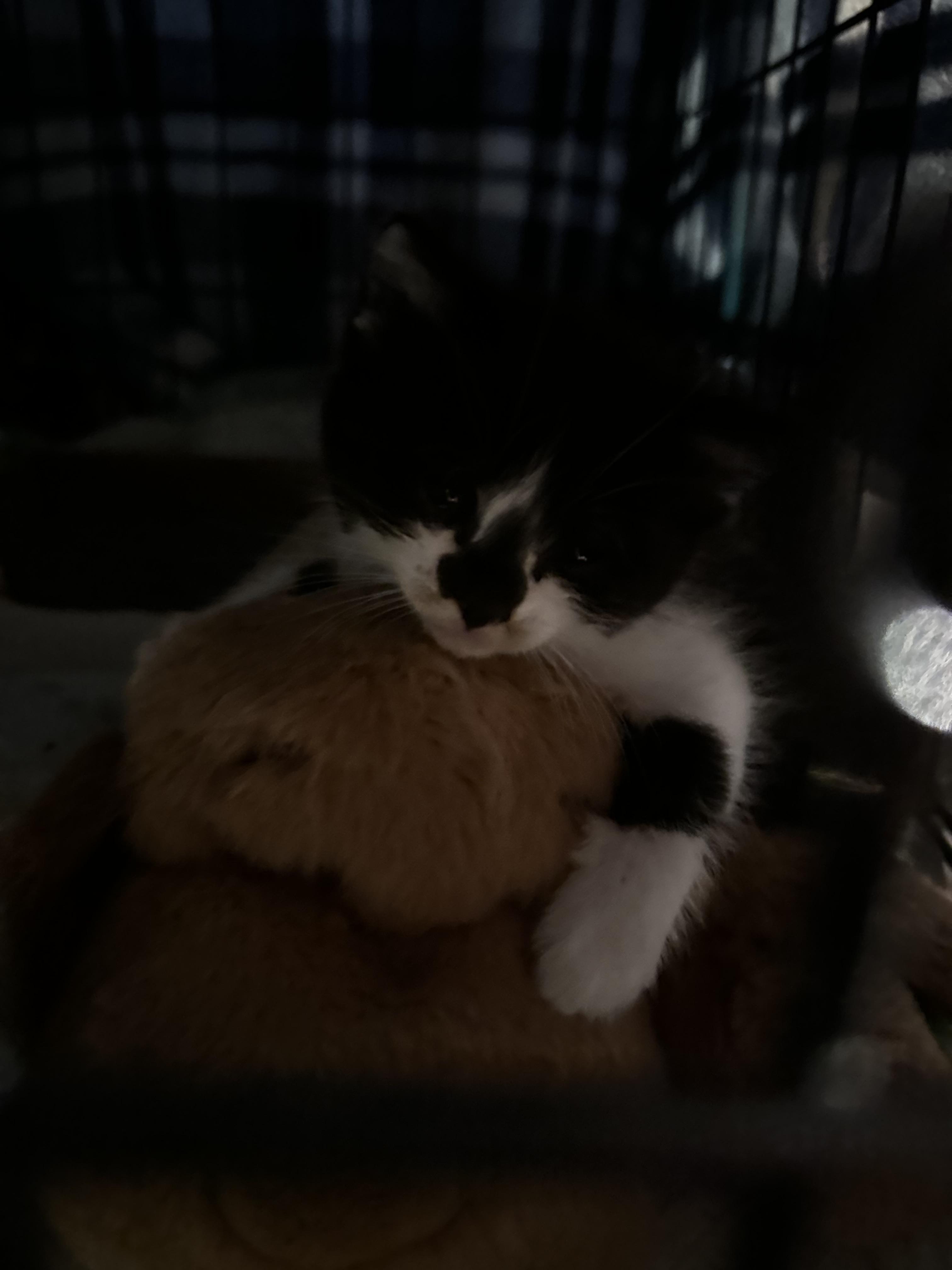 Peanut, adopted, Kitten Female Domestic Short Hair.
