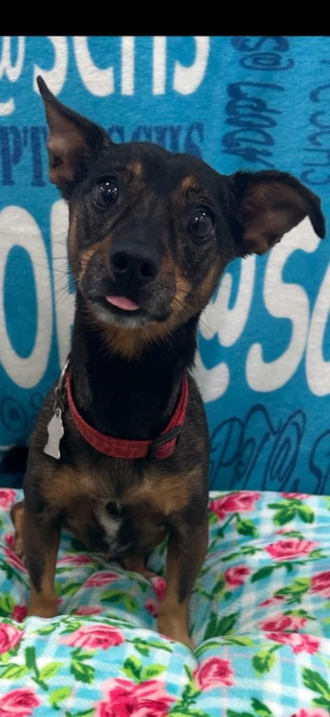 Boo, Adoptable, Adult Male Dachshund & Chihuahua.