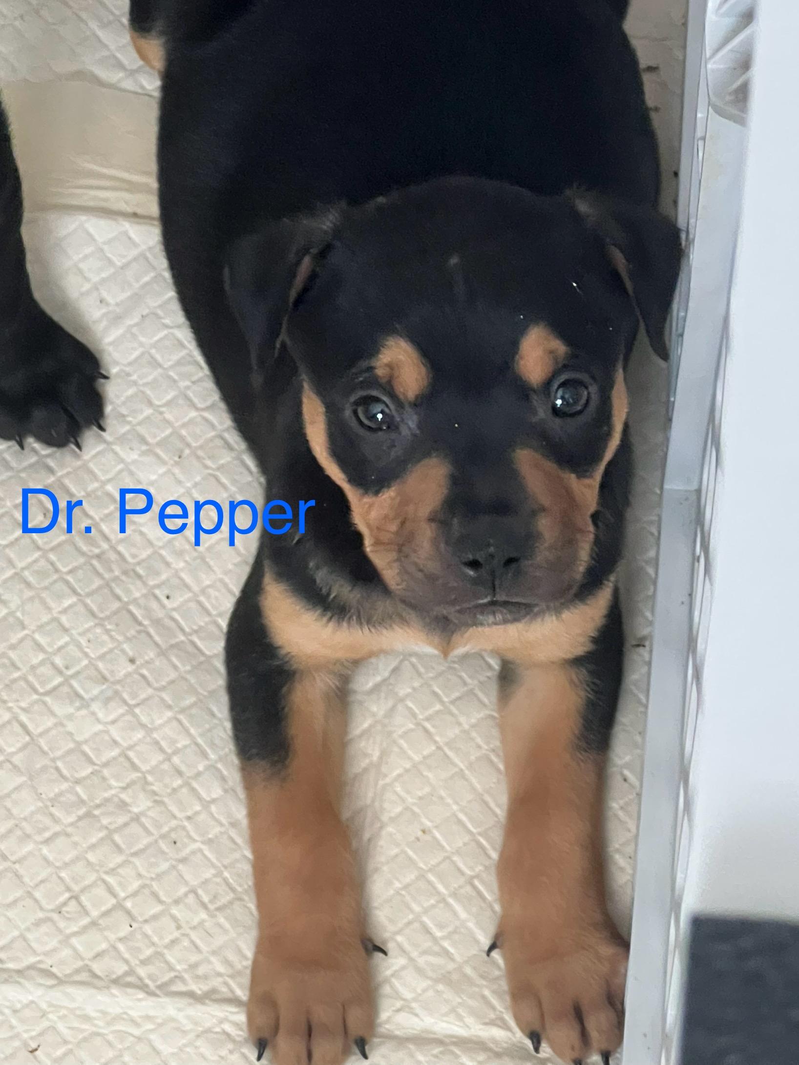 Dr. Pepper, ADOPTABLE, Puppy Male Mixed Breed & Rottweiler.