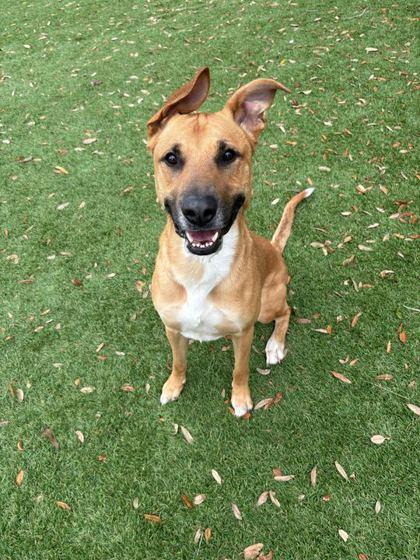 King - 2, Adoptable, Adult Male Hound & Mixed Breed.