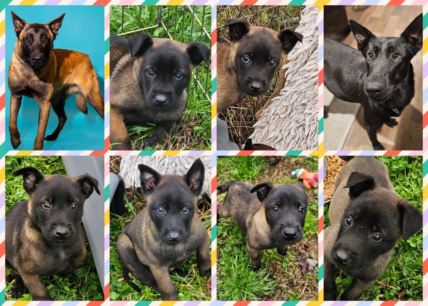 Enlarge Knox, an adopted Belgian Shepherd / Malinois in Blacksburg, SC image 2/2