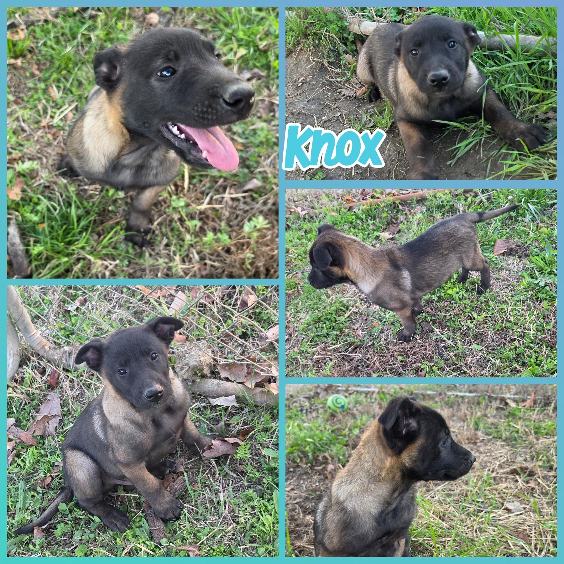 Knox, adopted, Puppy Male Belgian Shepherd / Malinois.