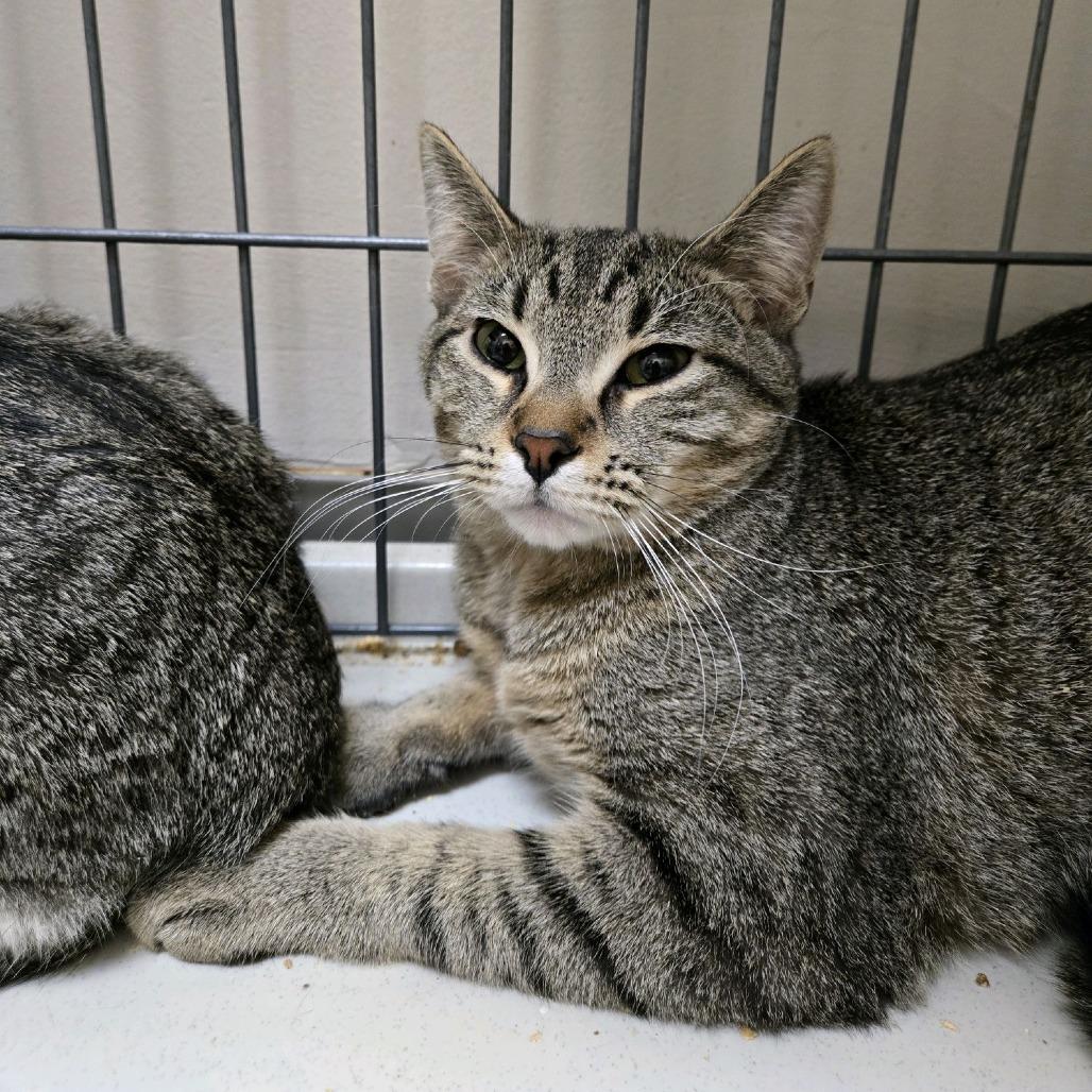 Gali, Adoptable, Adult Male Domestic Short Hair.