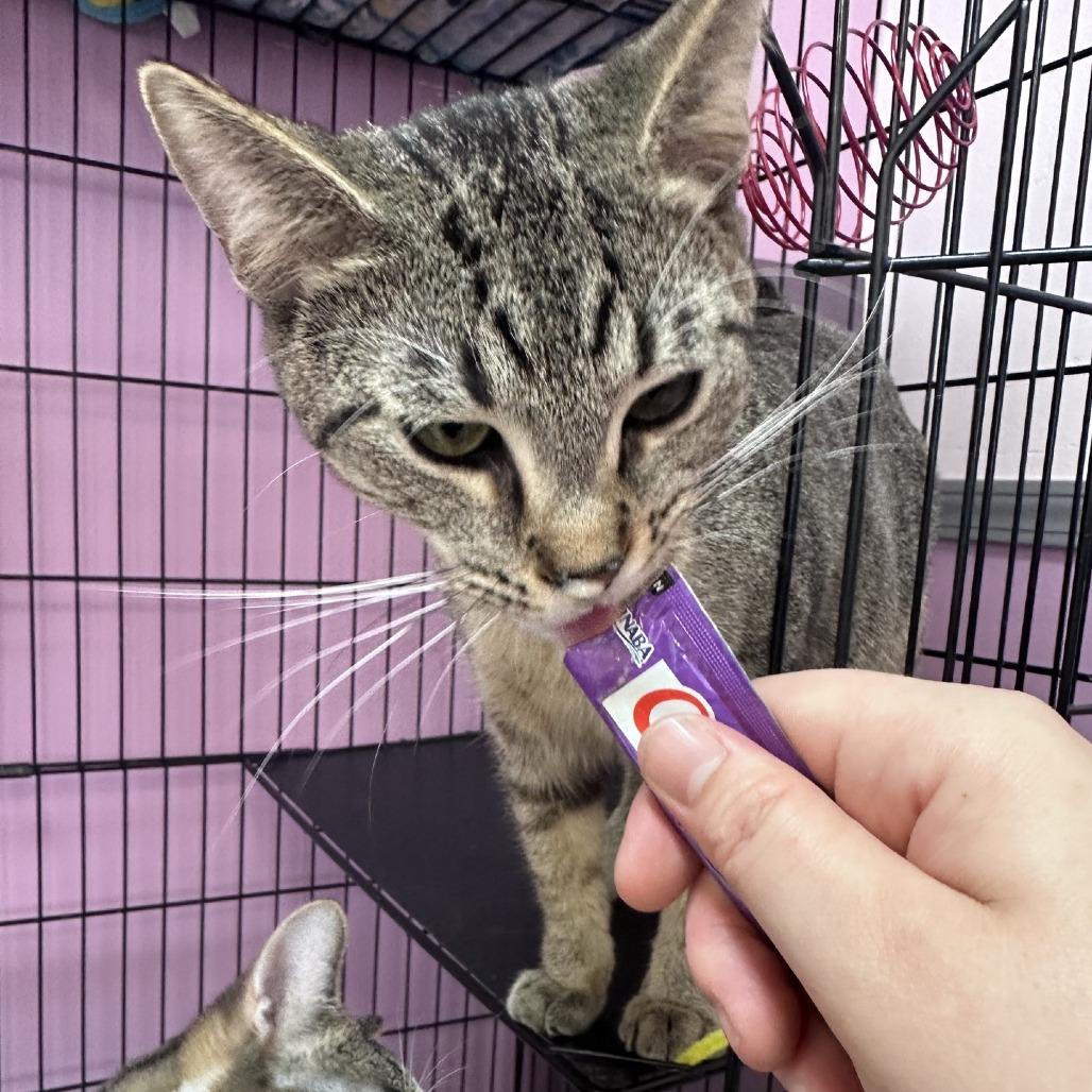 Enlarge Gali, a Adoptable Domestic Short Hair in Branson, MO image 2/5