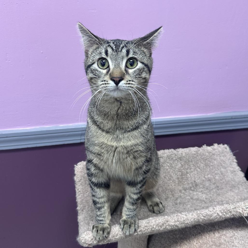 Enlarge Gali, a Adoptable Domestic Short Hair in Branson, MO image 3/6