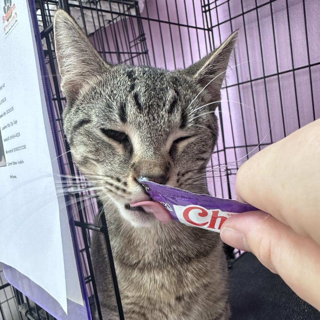 Enlarge Gali, a Adoptable Domestic Short Hair in Branson, MO image 3/5