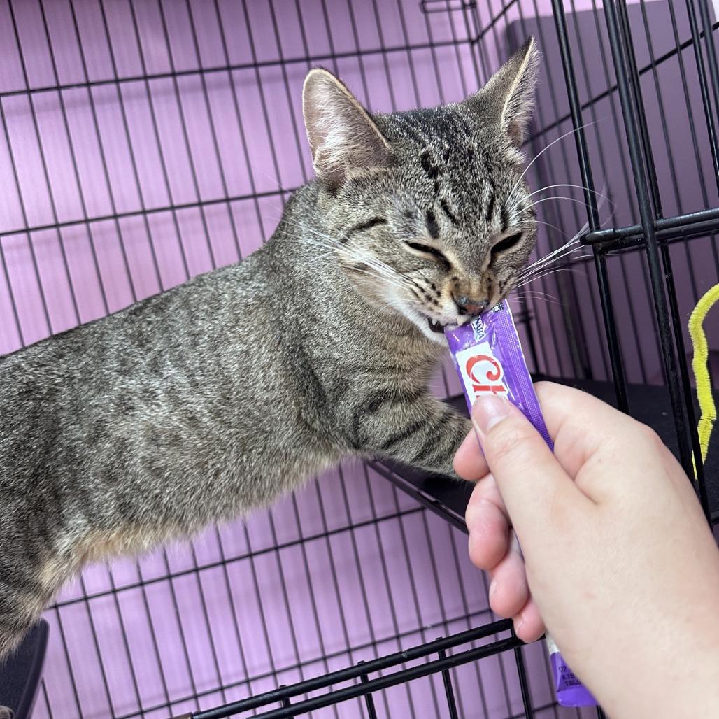 Enlarge Gali, a Adoptable Domestic Short Hair in Branson, MO image 4/5