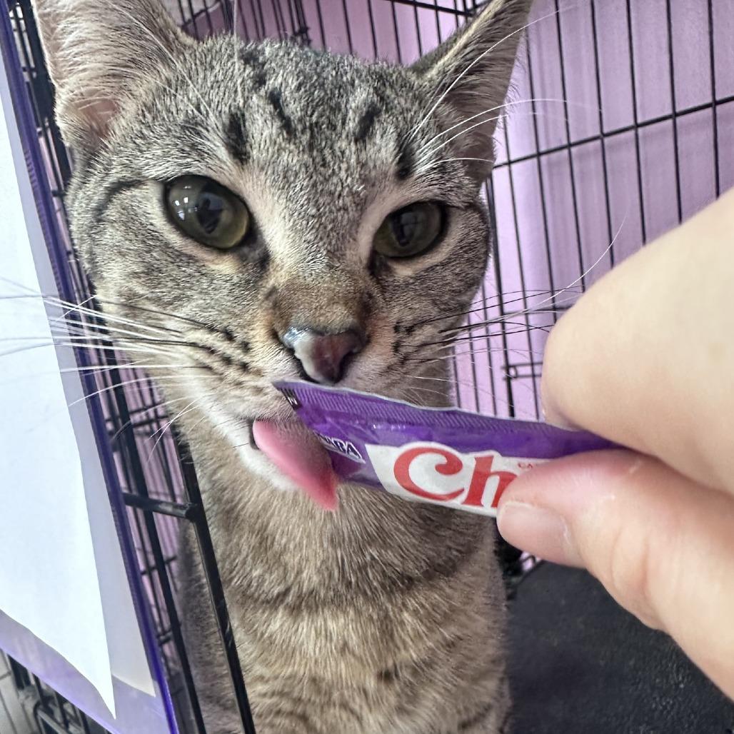 Enlarge Gali, a Adoptable Domestic Short Hair in Branson, MO image 5/5