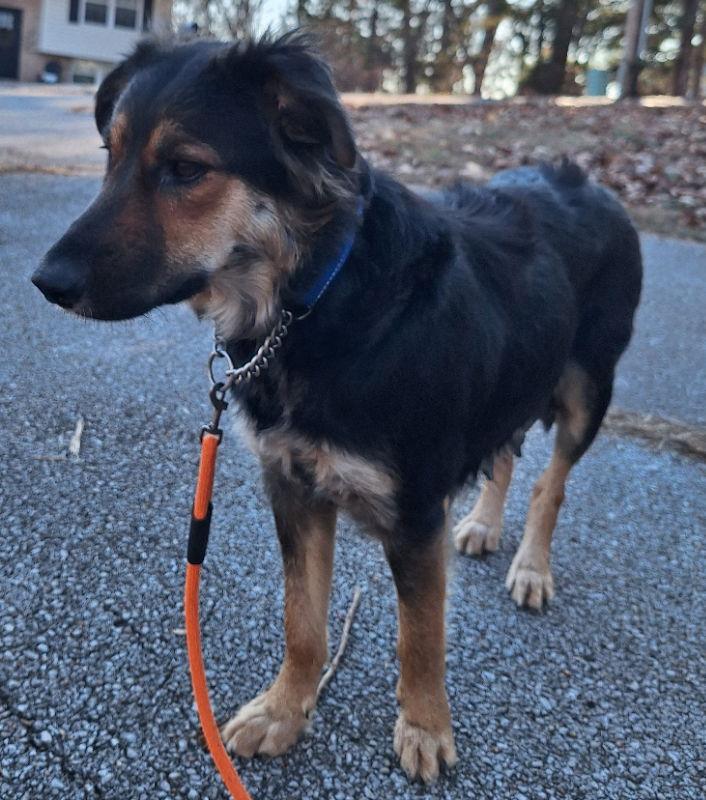 LuLu, a Adoptable Australian Shepherd in House Springs, MO image 2/3