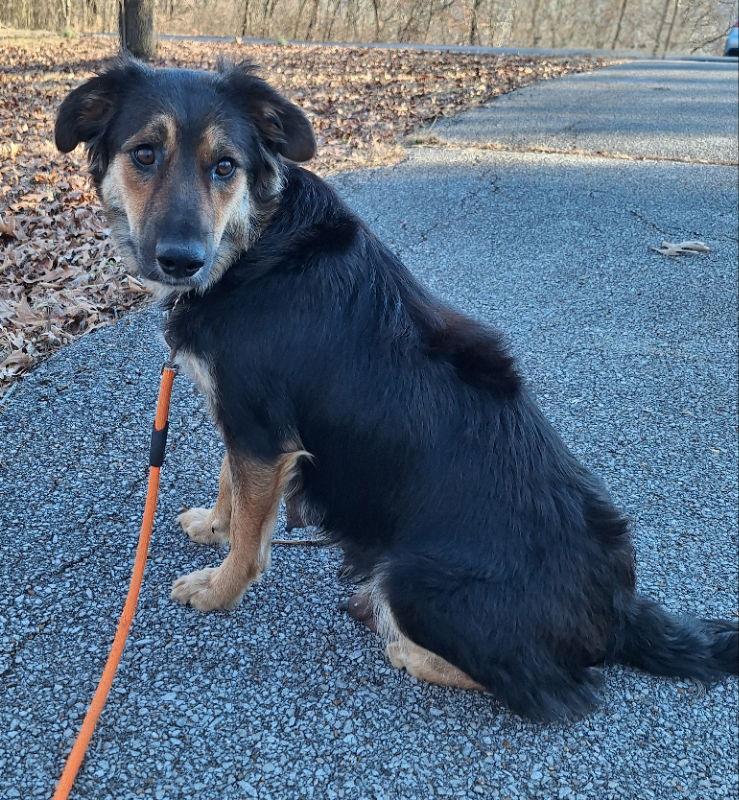 LuLu, a Adoptable Australian Shepherd in House Springs, MO image 3/3