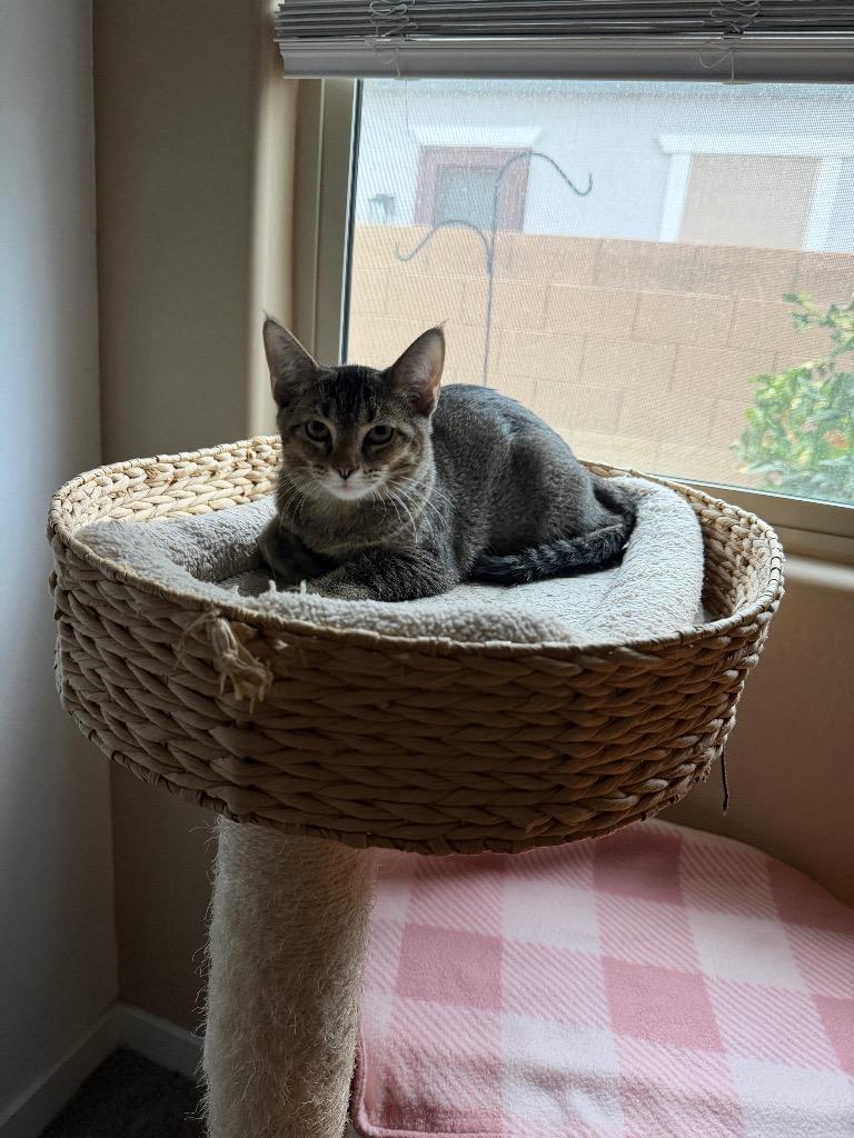 Pyrite, a Adoptable mixed breed in Gilbert, AZ image 2/3