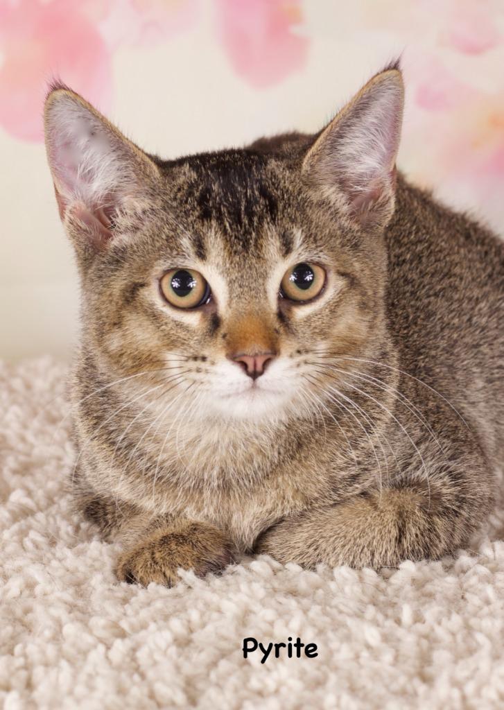 Pyrite, a Adoptable mixed breed in Gilbert, AZ image 3/3