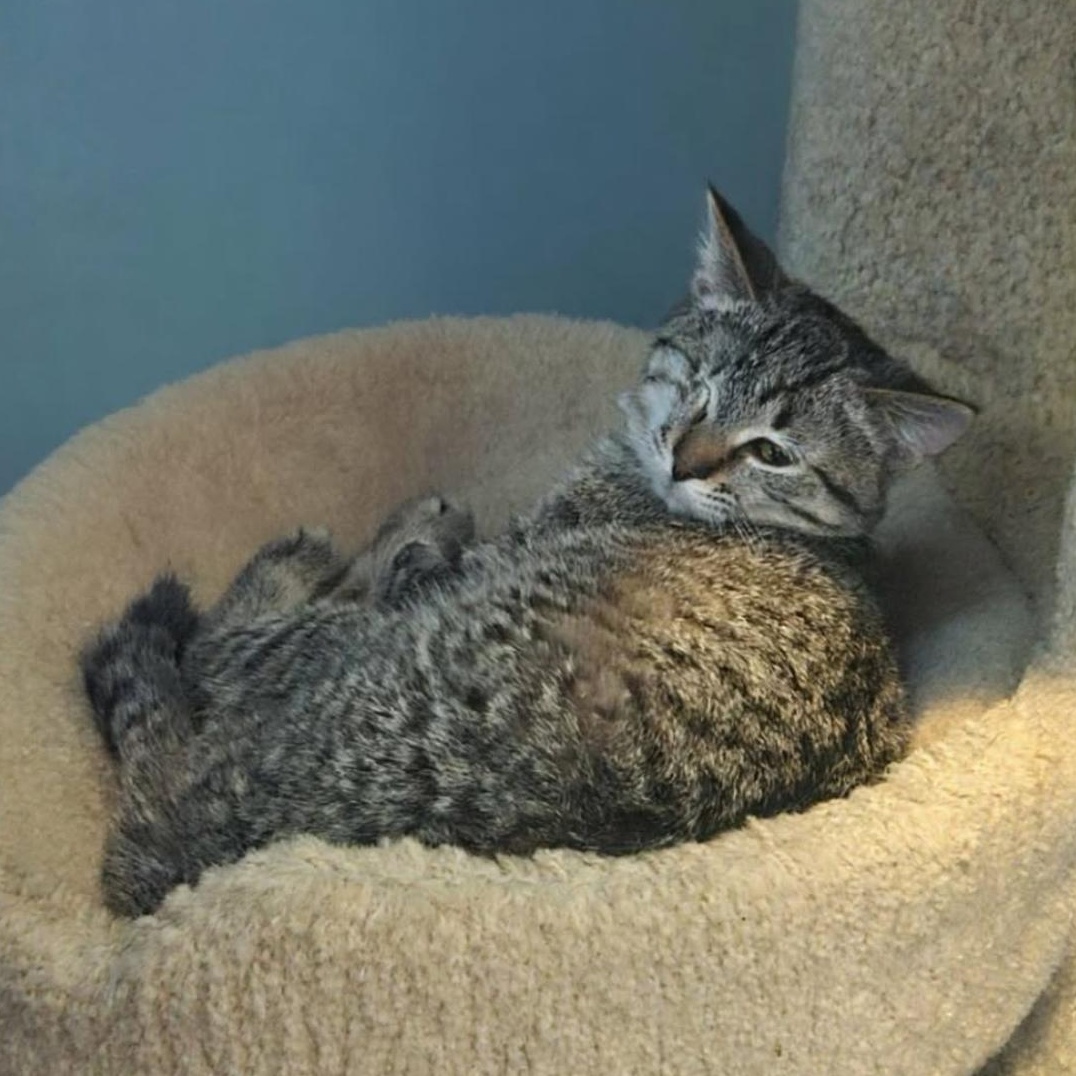 Enlarge Candy Corn, a ADOPTABLE Domestic Short Hair in Flint, MI image 1/1