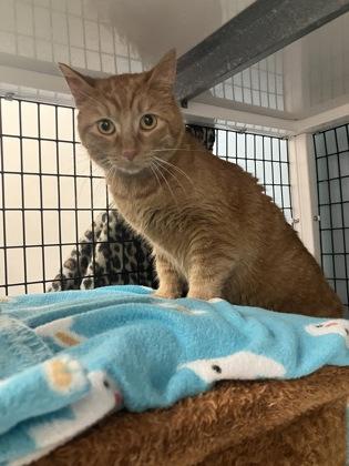 Luna, a ADOPTABLE Domestic Short Hair in Neenah, WI image 2/2