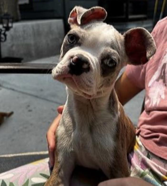 Oliver, ADOPTABLE, Puppy Male Boston Terrier.