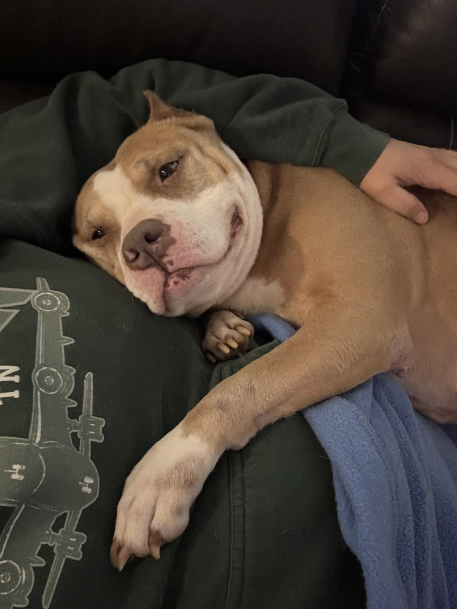 Valka, Adoptable, Adult Female Pit Bull Terrier & American Staffordshire Terrier.