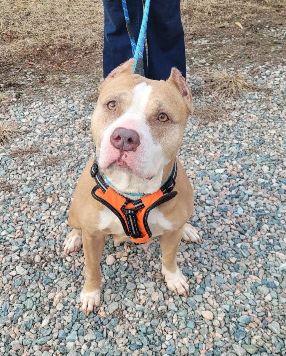 Valka, a Adoptable mixed breed in Spotsylvania, VA image 1/3