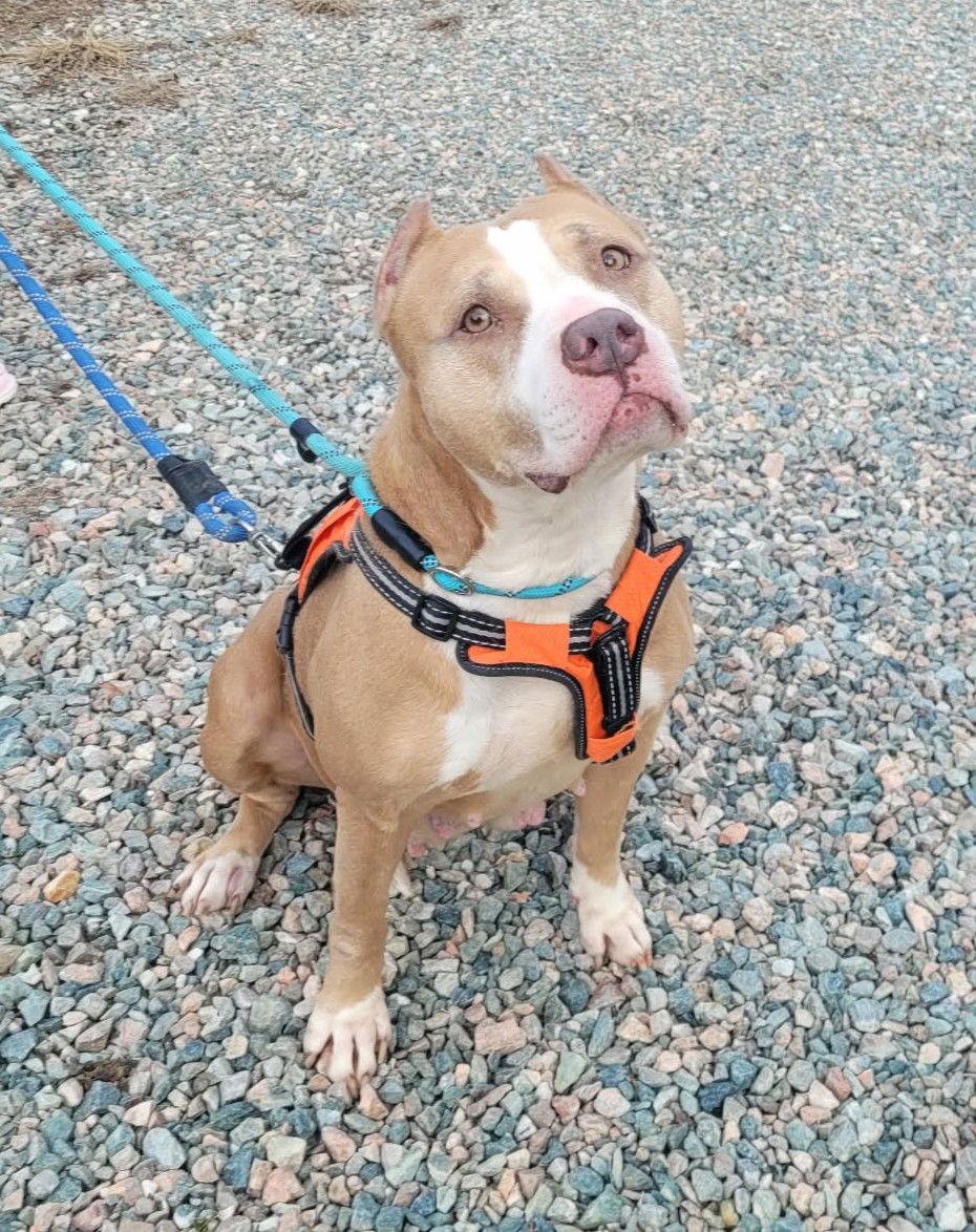 Valka, a Adoptable mixed breed in Spotsylvania, VA image 2/3