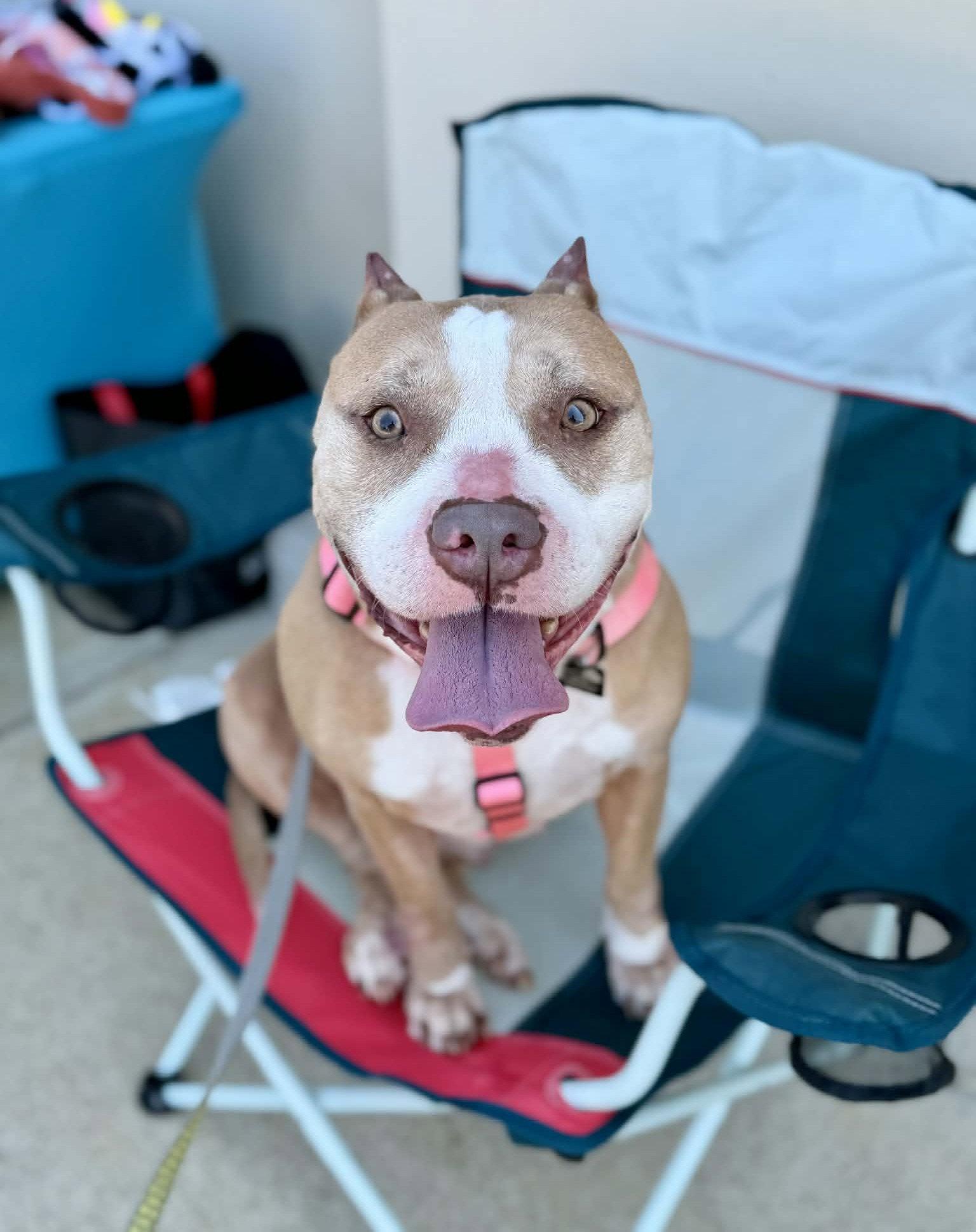 Enlarge Valka, a Adoptable mixed breed in Spotsylvania, VA image 2/3