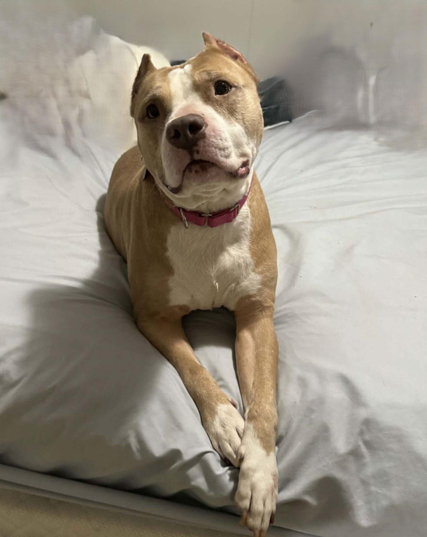 Enlarge Valka, a Adoptable mixed breed in Spotsylvania, VA image 2/3