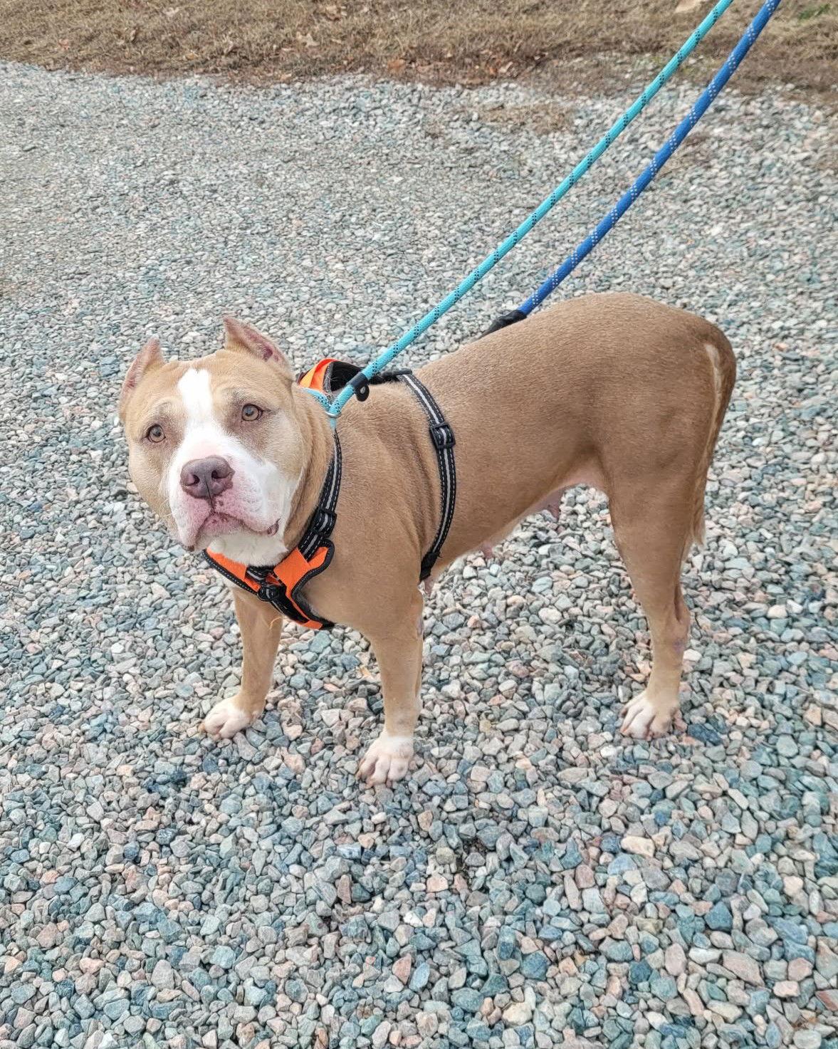 Valka, a Adoptable mixed breed in Spotsylvania, VA image 3/3