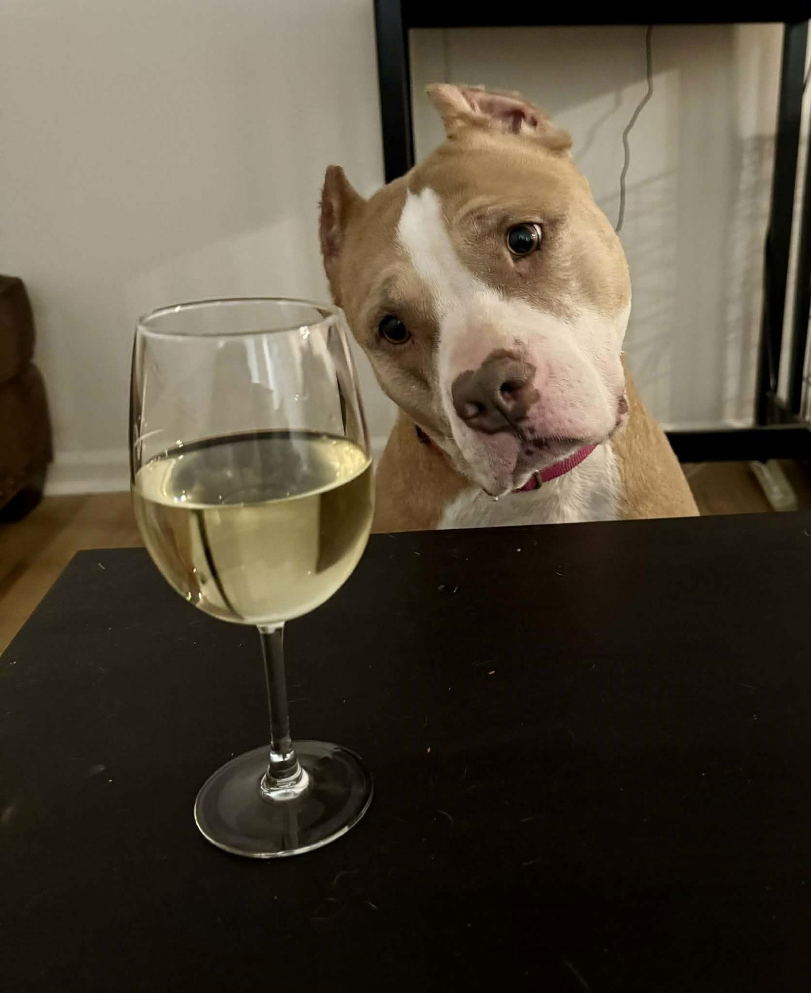 Enlarge Valka, a Adoptable mixed breed in Spotsylvania, VA image 3/3