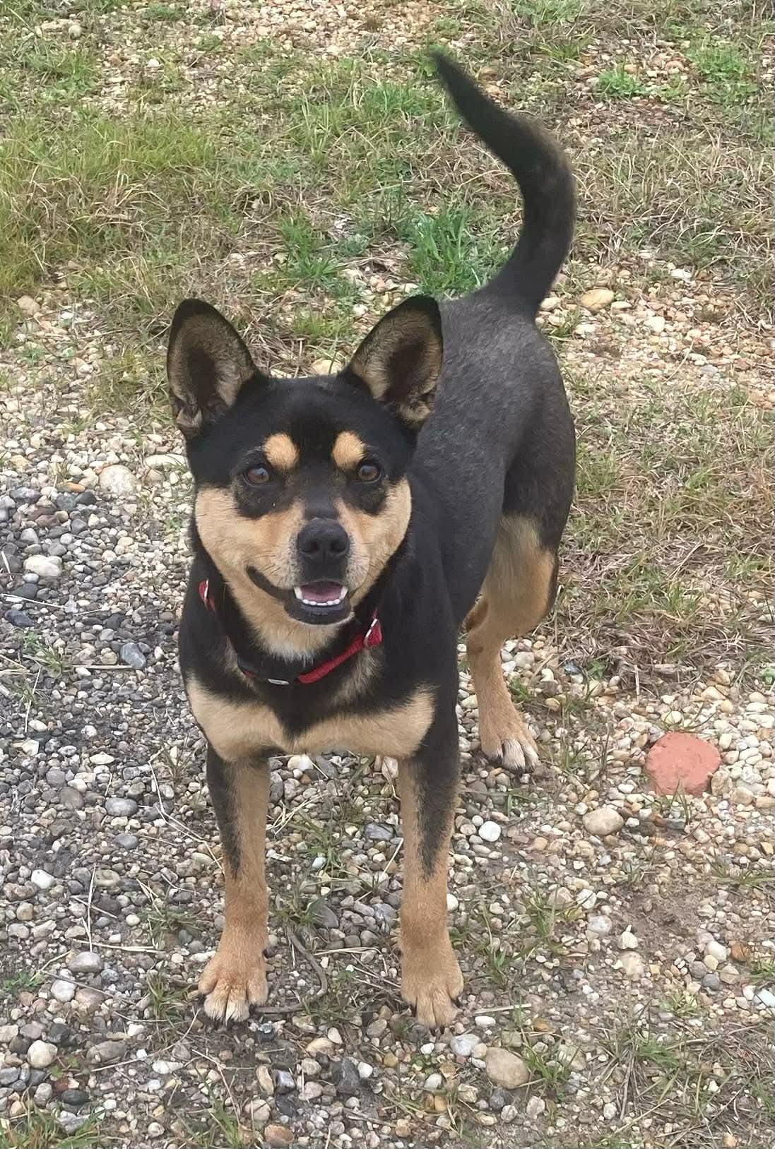 Hershey, Adoptable, Young Female Australian Kelpie.