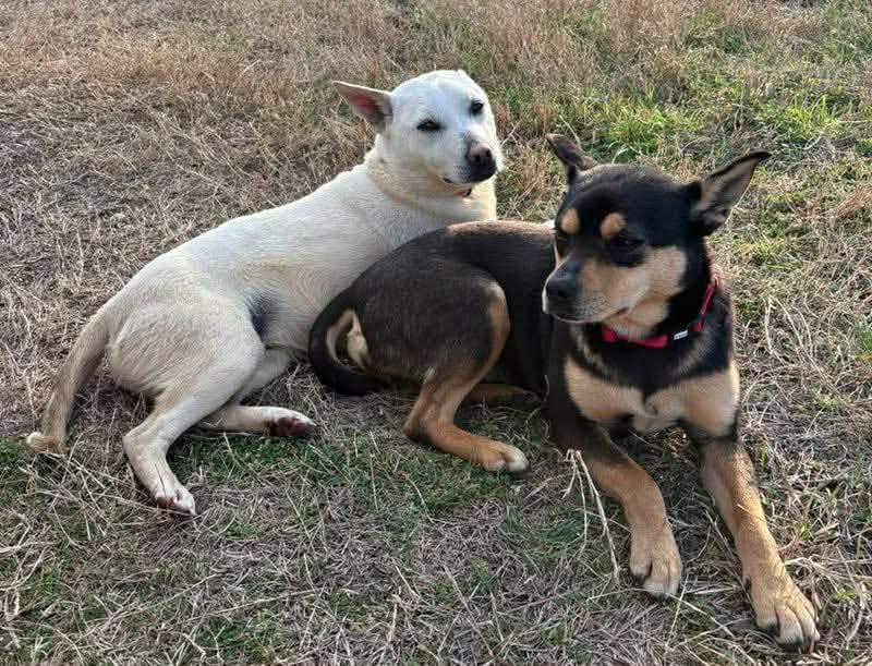 Hershey, a Adoptable Australian Kelpie in Bradenton, FL image 2/2