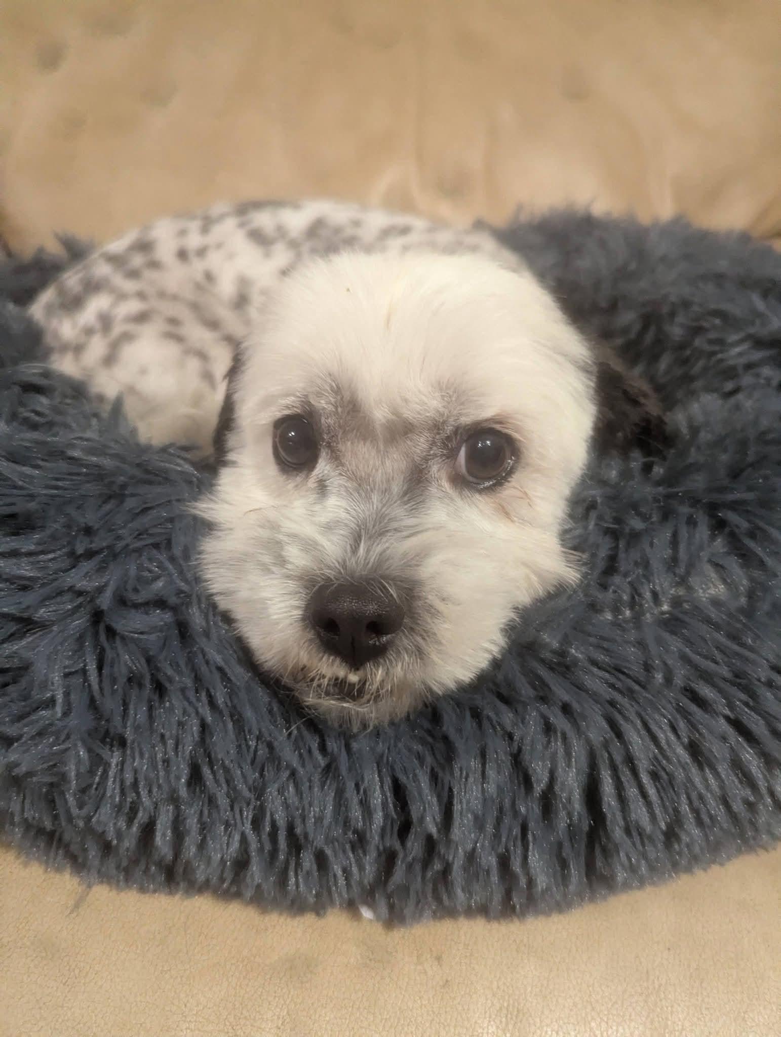 Enlarge Buddah , a ADOPTABLE mixed breed in Oakland, CA image 4/6