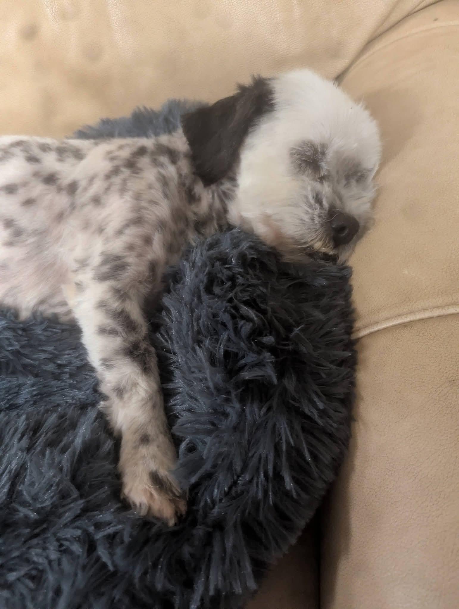 Enlarge Buddah , a ADOPTABLE mixed breed in Oakland, CA image 3/6