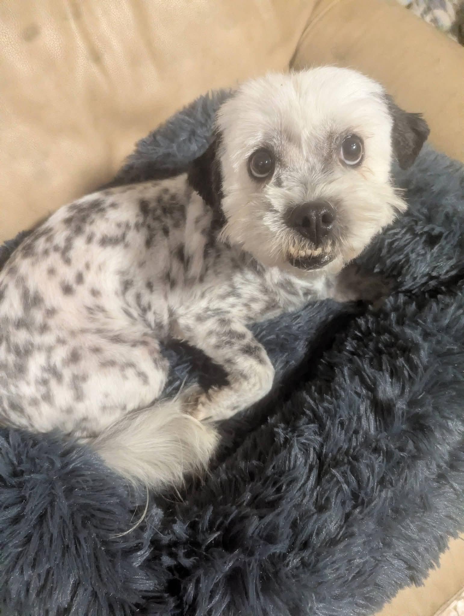 Enlarge Buddah , a ADOPTABLE mixed breed in Oakland, CA image 6/6