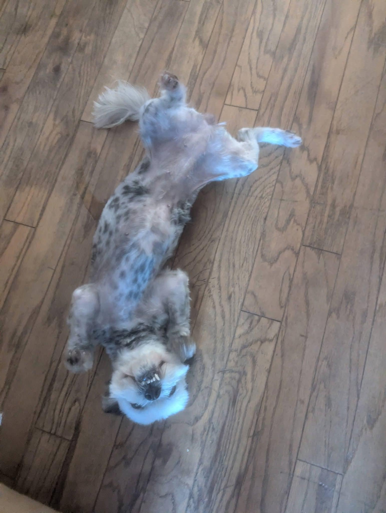 Enlarge Buddah , a ADOPTABLE mixed breed in Oakland, CA image 5/6