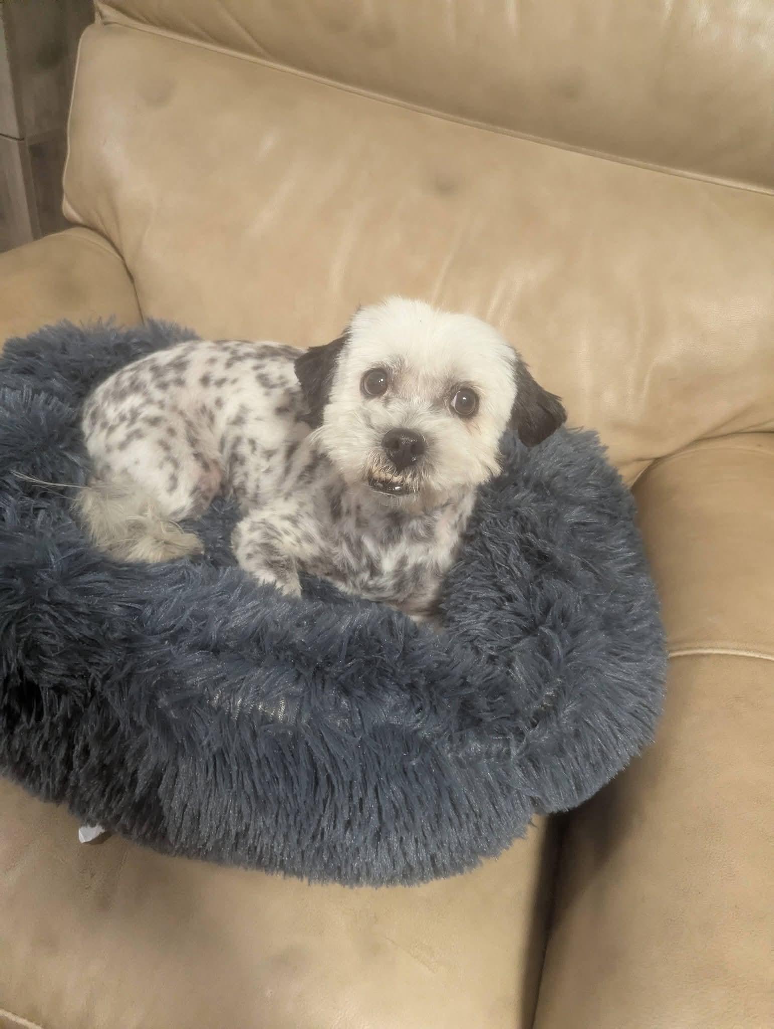 Enlarge Buddah , a ADOPTABLE mixed breed in Oakland, CA image 1/6