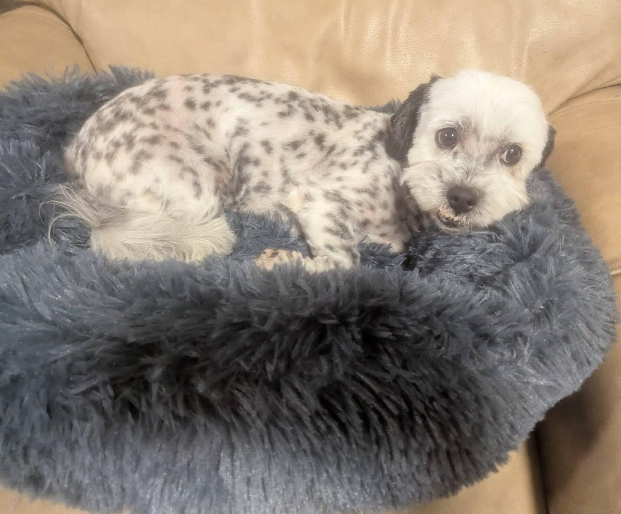 Enlarge Buddah , a ADOPTABLE mixed breed in Oakland, CA image 2/6